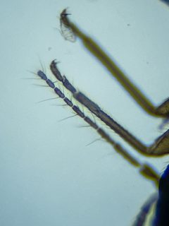 Reuterella helvimacula by (c) Emanuel Kern, some rights reserved (CC BY), uploaded by Emanuel Kern. Used under a CC-BY license.