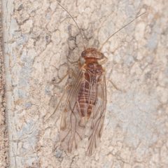Lachesilla nubilis by (c) Victor Engel, some rights reserved (CC BY), uploaded by Victor Engel. Used under a CC-BY license.