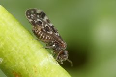 Peripsocus by (c) ingridaltmann, some rights reserved (CC BY). Used under a CC-BY license.