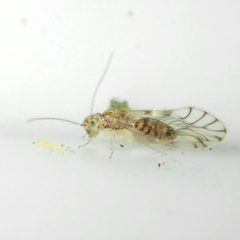 Pseudocaeciliidae by (c) Saryu Mae 前 朝琉, some rights reserved (CC BY), uploaded by Saryu Mae 前 朝琉. Used under a CC-BY license.