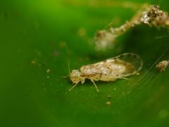 Trichopsocus clarus by (c) Alexis Tinker-Tsavalas, some rights reserved (CC BY), uploaded by Alexis Tinker-Tsavalas. Used under a CC-BY license.