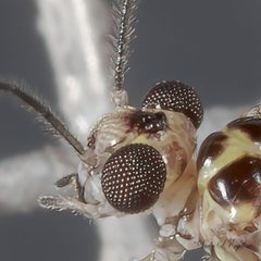 Amphigerontiinae by (c) Victor Engel, some rights reserved (CC BY), uploaded by Victor Engel. Used under a CC-BY license.
