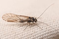 Camelopsocus bactrianus by (c) Trevor Van Loon, some rights reserved (CC BY), uploaded by Trevor Van Loon. Used under a CC-BY license.