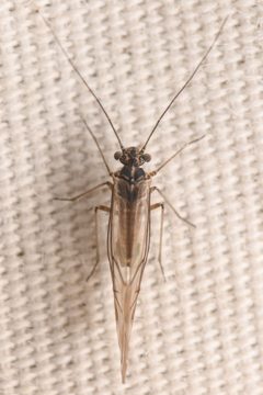 Camelopsocus bactrianus by (c) Trevor Van Loon, some rights reserved (CC BY), uploaded by Trevor Van Loon. Used under a CC-BY license.