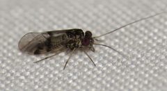 Indiopsocus bisignatus by (c) Nick Block, some rights reserved (CC BY), uploaded by Nick Block. Used under a CC-BY license.