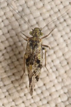 Loensia maculosa by (c) Trevor Van Loon, some rights reserved (CC BY), uploaded by Trevor Van Loon. Used under a CC-BY license.
