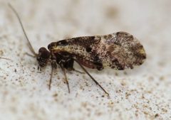Loensia moesta by (c) Nick Block, some rights reserved (CC BY), uploaded by Nick Block. Used under a CC-BY license.