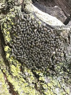 Cerastipsocus venosus by no rights reserved, uploaded by Dustin Minialoff. Used under a CC0 license.