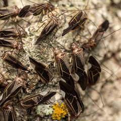 Cerastipsocus venosus by (c) Justin Williams, some rights reserved (CC BY), uploaded by Justin Williams. Used under a CC-BY license.