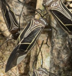 Cerastipsocus venosus by no rights reserved, uploaded by Jesse Rorabaugh. Used under a CC0 license.
