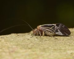 Cerastipsocus venosus by (c) skitterbug, some rights reserved (CC BY), uploaded by skitterbug. Used under a CC-BY license.