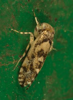 Amphientomidae by (c) portioid, some rights reserved (CC BY), uploaded by portioid. Used under a CC-BY license.