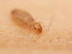Liposcelis bostrychophila by (c) Alexis Tinker-Tsavalas, some rights reserved (CC BY), uploaded by Alexis Tinker-Tsavalas. Used under a CC-BY license.