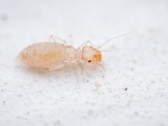 Liposcelididae by (c) Alexis Tinker-Tsavalas, some rights reserved (CC BY), uploaded by Alexis Tinker-Tsavalas. Used under a CC-BY license.