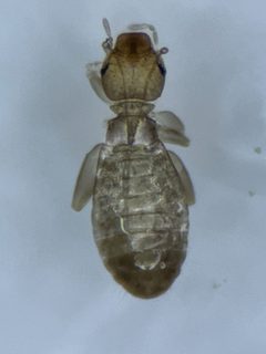 Liposcelis brunnea by (c) Emanuel Kern, some rights reserved (CC BY), uploaded by Emanuel Kern. Used under a CC-BY license.