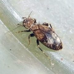 Trogiomorpha by (c) Barry Walter, some rights reserved (CC BY), uploaded by Barry Walter. Used under a CC-BY license.