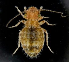 Trogiomorpha by (c) Don Loarie, some rights reserved (CC BY), uploaded by Don Loarie. Used under a CC-BY license.