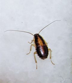 Blattella germanica by no rights reserved, uploaded by Hugo Hulsberg. Used under a CC0 license.