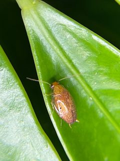Plectoptera by (c) Sandra H Statner, some rights reserved (CC BY), uploaded by Sandra H Statner. Used under a CC-BY license.