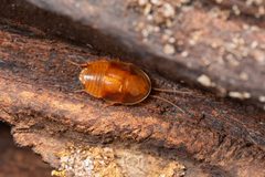 Myrmecoblatta wheeleri by no rights reserved, uploaded by Lyn Roueche. Used under a CC0 license.