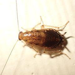 Cariblatta minima by (c) dhasdf, some rights reserved (CC BY). Used under a CC-BY license.