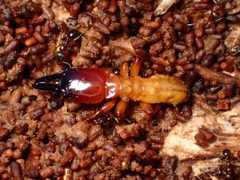 Zootermopsis angusticollis by (c) Cricket Raspet, some rights reserved (CC BY), uploaded by Cricket Raspet. Used under a CC-BY license.