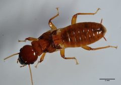 Zootermopsis angusticollis by (c) Don Loarie, some rights reserved (CC BY). Used under a CC-BY license.