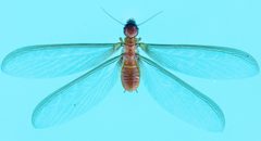 Zootermopsis by (c) Don Loarie, some rights reserved (CC BY), uploaded by Don Loarie. Used under a CC-BY license.