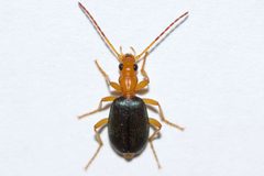 Brachinus janthinipennis by (c) Owen Strickland, some rights reserved (CC BY), uploaded by Owen Strickland. Used under a CC-BY license.