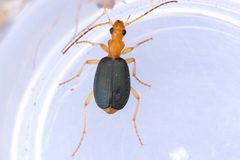 Brachinus janthinipennis by (c) Owen Strickland, some rights reserved (CC BY), uploaded by Owen Strickland. Used under a CC-BY license.