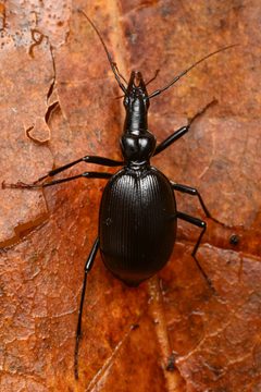 Scaphinotus longiceps by (c) Trevor Van Loon, some rights reserved (CC BY), uploaded by Trevor Van Loon. Used under a CC-BY license.