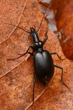 Scaphinotus longiceps by (c) Trevor Van Loon, some rights reserved (CC BY), uploaded by Trevor Van Loon. Used under a CC-BY license.