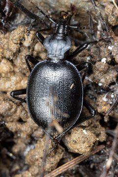 Scaphinotus ventricosus by (c) Michael Eisen，保留部分权利（CC BY）, 由 Michael Eisen 上传. Used under a CC-BY license.