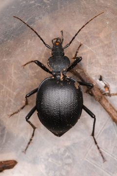 Scaphinotus ventricosus by (c) Trevor Van Loon，保留部分权利（CC BY）, 由 Trevor Van Loon 上传. Used under a CC-BY license.