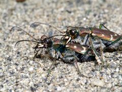 Cicindela oregona by (c) Matt Muir, some rights reserved (CC BY), uploaded by Matt Muir. Used under a CC-BY license.