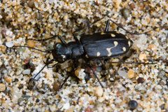 Cicindela oregona by (c) Ken-ichi Ueda, some rights reserved (CC BY). Used under a CC-BY license.