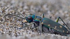 Cicindela oregona by (c) Justin Paulin, some rights reserved (CC BY), uploaded by Justin Paulin. Used under a CC-BY license.