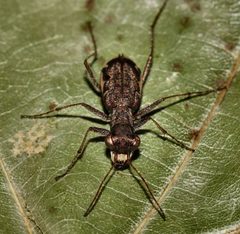 Parvindela cursitans by (c) Gordon C. Snelling, some rights reserved (CC BY), uploaded by Gordon C. Snelling. Used under a CC-BY license.