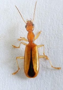 Leptotrachelus depressus by (c) jimeckert49, some rights reserved (CC BY). Used under a CC-BY license.