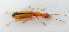 Leptotrachelus depressus by (c) jimeckert49, some rights reserved (CC BY). Used under a CC-BY license.
