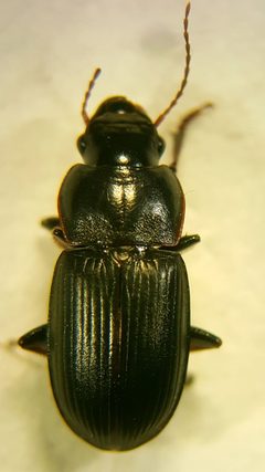 Harpalus solitaris by (c) Oskar Liset Pryds Hansen, some rights reserved (CC BY), uploaded by Oskar Liset Pryds Hansen. Used under a CC-BY license.