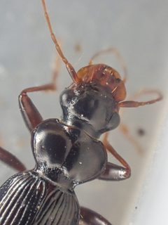 Leistus ferruginosus by (c) Trevor Van Loon, some rights reserved (CC BY), uploaded by Trevor Van Loon. Used under a CC-BY license.