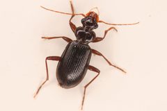 Leistus ferruginosus by (c) Trevor Van Loon, some rights reserved (CC BY), uploaded by Trevor Van Loon. Used under a CC-BY license.