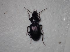 Pterostichus ebeninus by (c) John P Friel, some rights reserved (CC BY), uploaded by John P Friel. Used under a CC-BY license.