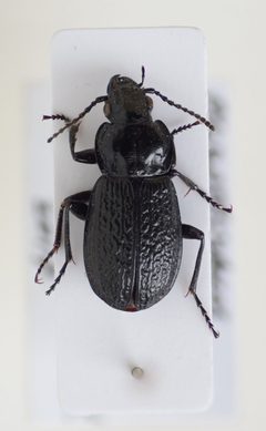 Pterostichus vermiculosus by (c) Евгений Рыбальченко, some rights reserved (CC BY), uploaded by Евгений Рыбальченко. Used under a CC-BY license.