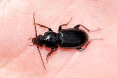 Pterostichus caudicalis by (c) Owen Strickland, some rights reserved (CC BY), uploaded by Owen Strickland. Used under a CC-BY license.