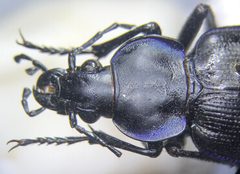 Calosoma externum by no rights reserved, uploaded by Earl Agpawa. Used under a CC0 license.