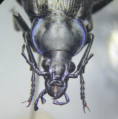 Calosoma externum by no rights reserved, uploaded by Earl Agpawa. Used under a CC0 license.