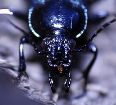 Calosoma externum by (c) Shaun E, some rights reserved (CC BY). Used under a CC-BY license.