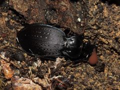 Carabus goryi by (c) geosesarma, some rights reserved (CC BY), uploaded by geosesarma. Used under a CC-BY license.